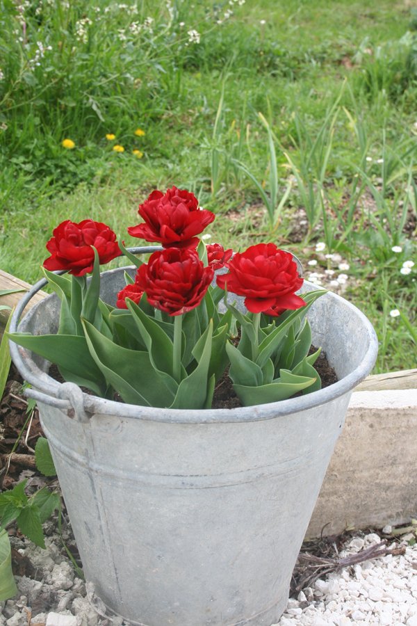 tulipani